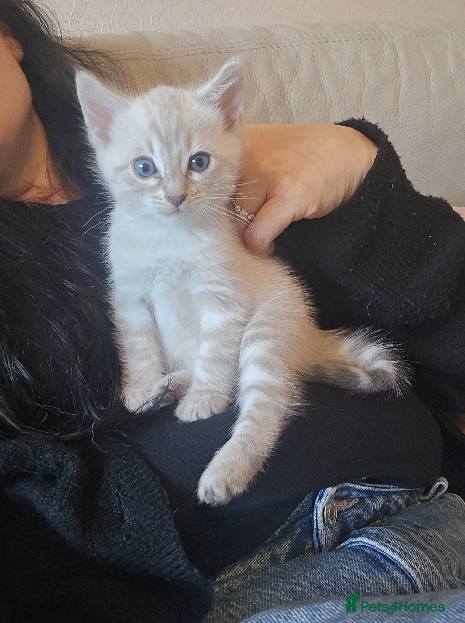 Bengal cats 🌟 LAST 2 !!  Stunning seal lynx (snow) - Advert 5