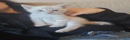 Bengal cats for sale: 🌟 LAST 2 !!  Stunning seal lynx (snow) - Advert 4