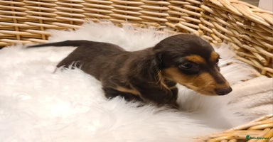 Miniature Dachshund dogs - Advert 9