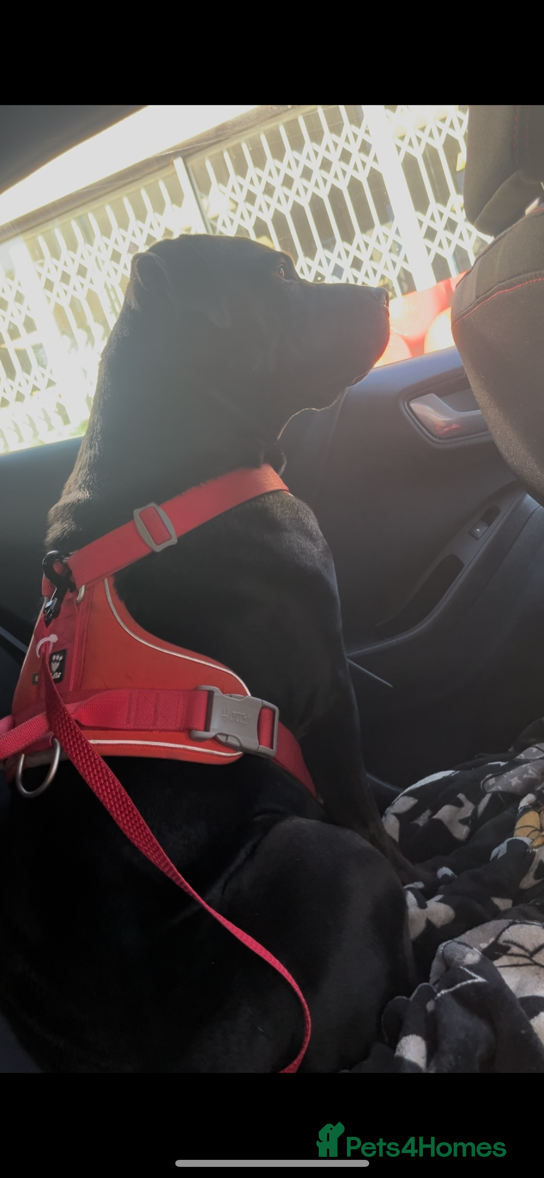 Mixed Breed dogs for sale: Cane corso X Staffordshire terrier puppies 🔥🩸 - Advert 5