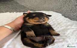 Rottweiler dogs for sale: Stunning chunky Rottweiler puppies - Image 8