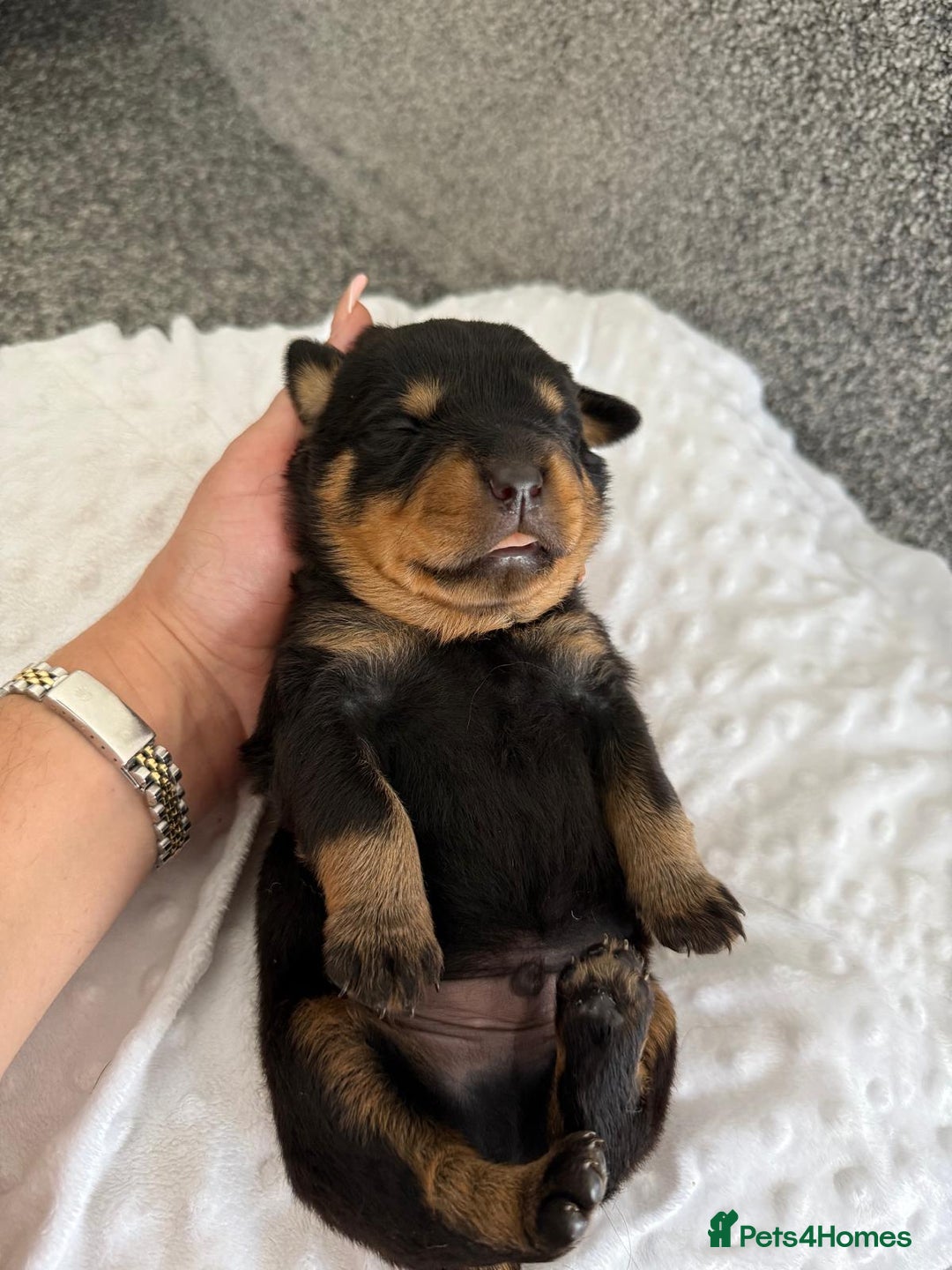 Rottweiler dogs for sale: Stunning chunky Rottweiler puppies - Image 8