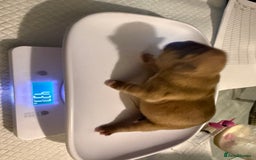 Mixed Breed dogs for sale: 3 girls 1 boy pup for sale - Image 6