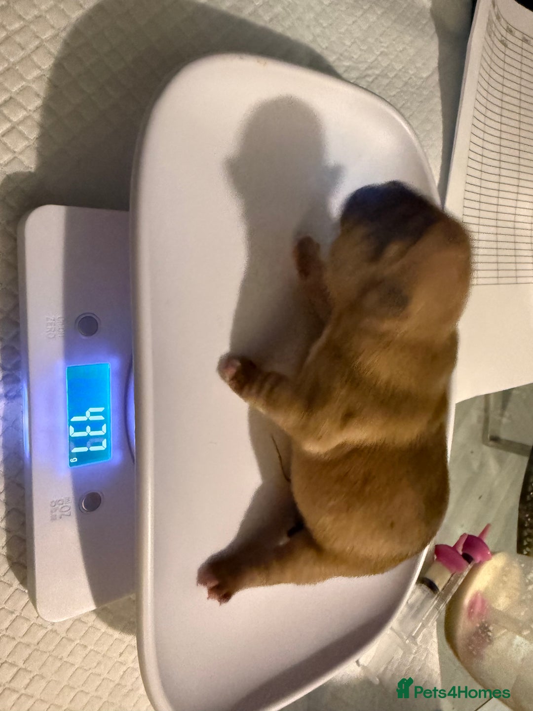 Mixed Breed dogs for sale: 3 girls 1 boy pup for sale - Image 6