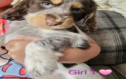 Cocker Spaniel dogs for sale: Stunning Show Cocker Spaniels - Image 6