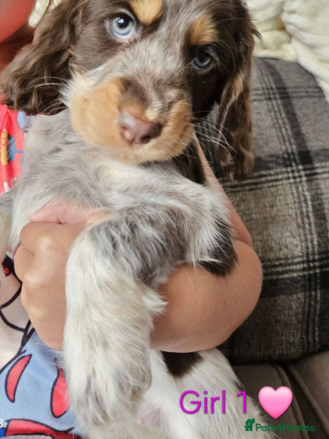 Cocker Spaniel dogs for sale: Stunning Show Cocker Spaniels - Image 6