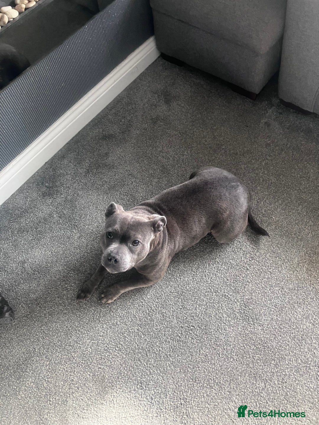 Staffordshire Bull Terrier dogs for sale: Female Staffordshire Bull Terrier  - Advert 4