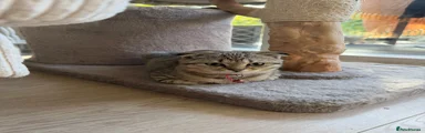 Tiger Tabby (Red collar)