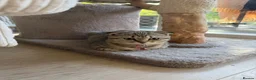 British Shorthair cats for sale: RARE BLACK GOLDEN BRITISH SHORTHAIR - Advert 13