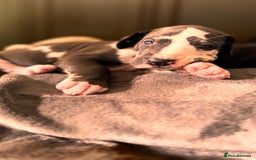 Great Dane dogs for sale: Welcome tothe world KC Registered Champ Bloodlines in Maidstone - Image 4