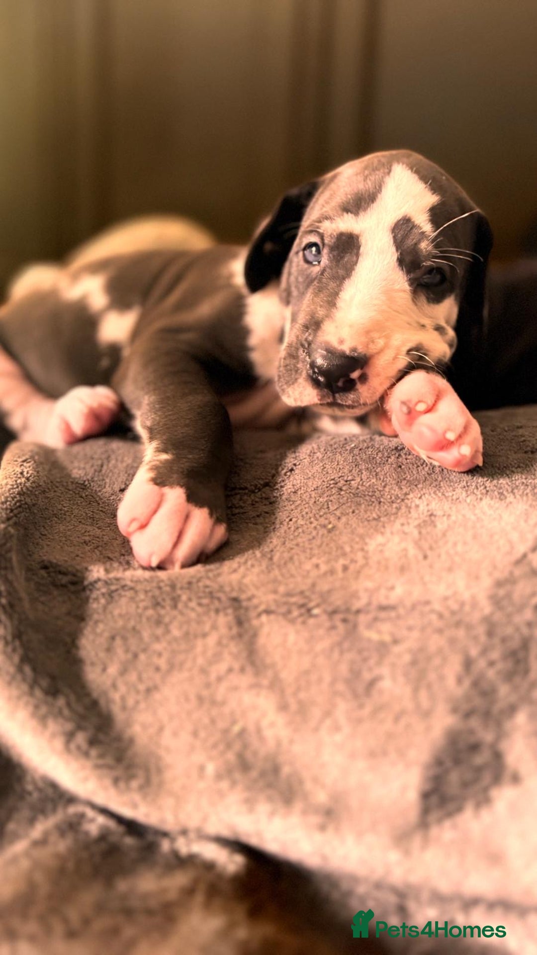 Great Dane dogs for sale: Welcome tothe world KC Registered Champ Bloodlines in Maidstone - Image 4