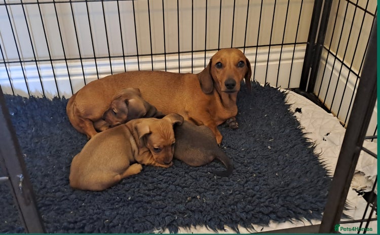 Miniature Dachshund dogs - Advert 1
