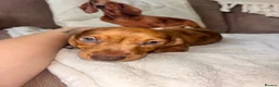 Miniature Dachshund dogs for sale: Miniature kc registered pups ready 7th oct - Advert 9