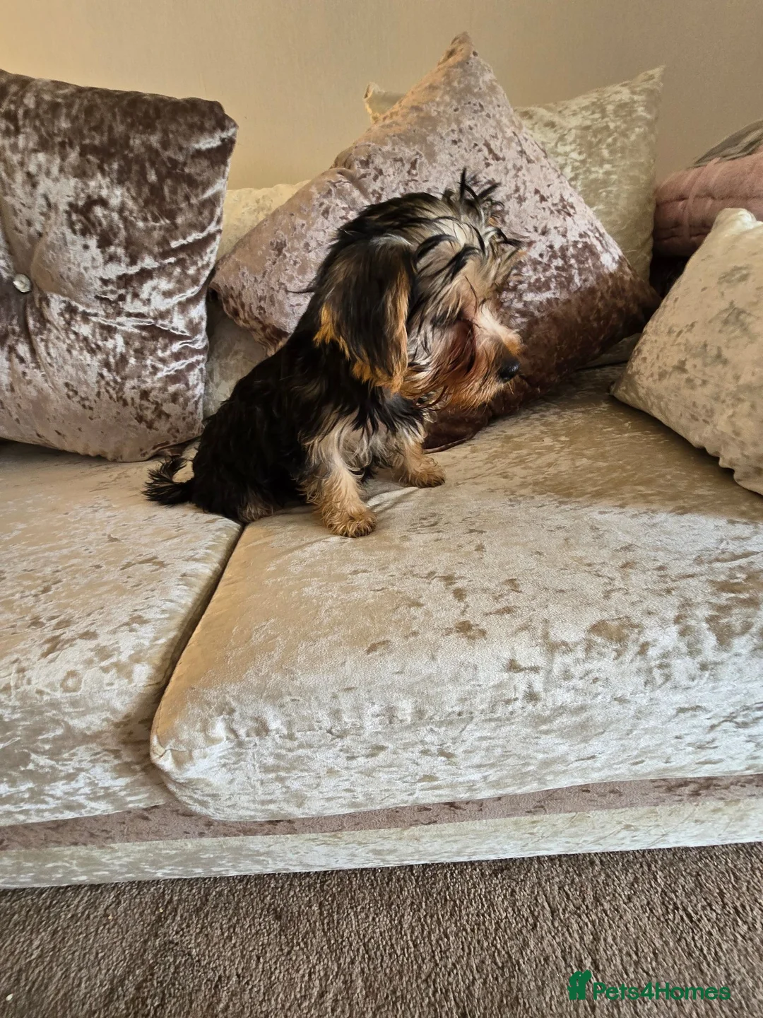 Yorkshire Terrier dogs for sale: 4 amazing yorkies 2 girls 2 boys  - Advert 5