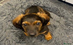 Dachshund dogs for sale: MINATURE Dachsund Pups - Image 2