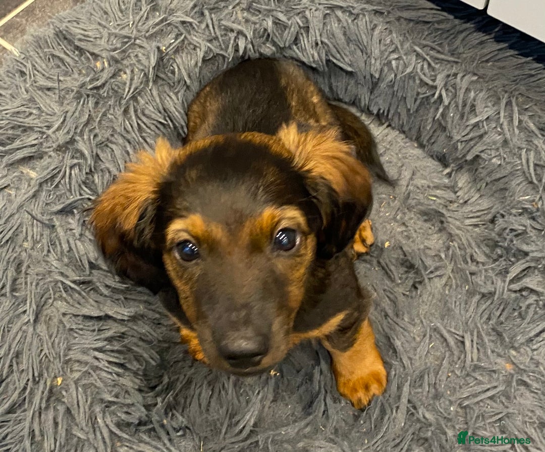 Dachshund dogs for sale: MINATURE Dachsund Pups - Image 2