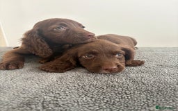 Cocker Spaniel dogs for sale: Cocker spaniel puppies  - Image 11