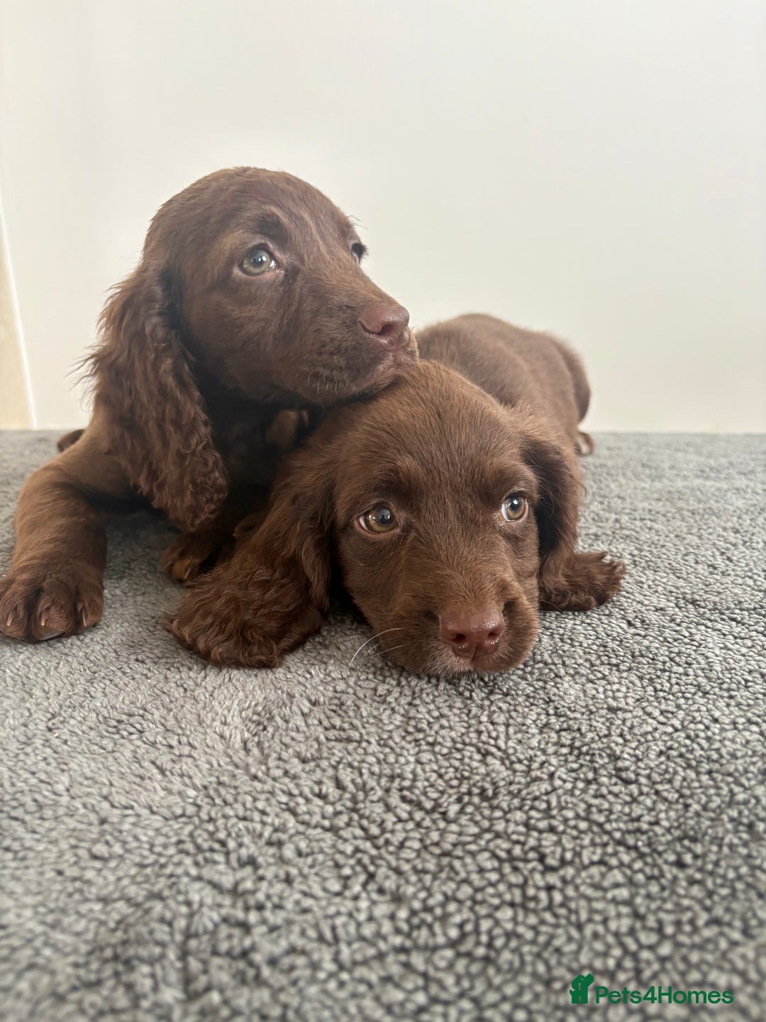 Cocker Spaniel dogs for sale: Cocker spaniel puppies  - Image 11
