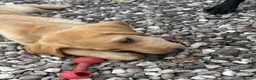 Labrador Retriever dogs for sale: Mixed litter black and blonde Labrador puppies  - Advert 15