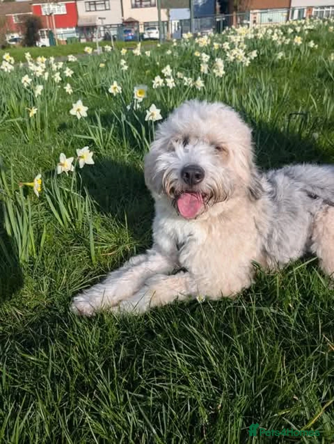 Mixed Breed dogs for adoption: Meet Jack, currently residing in London in London - Advert 2