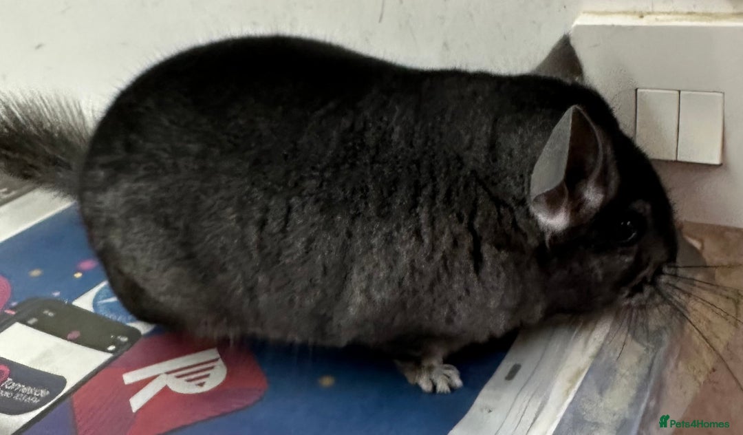 Chinchilla rodents for sale: Mikey, beautiful medium ebony boy - Advert 3
