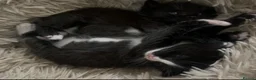 Mixed Breed cats for sale: Kittens in King's Lynn - Advert 1