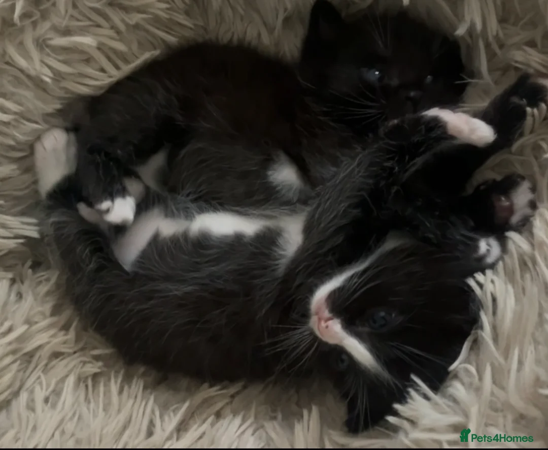 Mixed Breed cats for sale: Kittens in King's Lynn - Advert 1