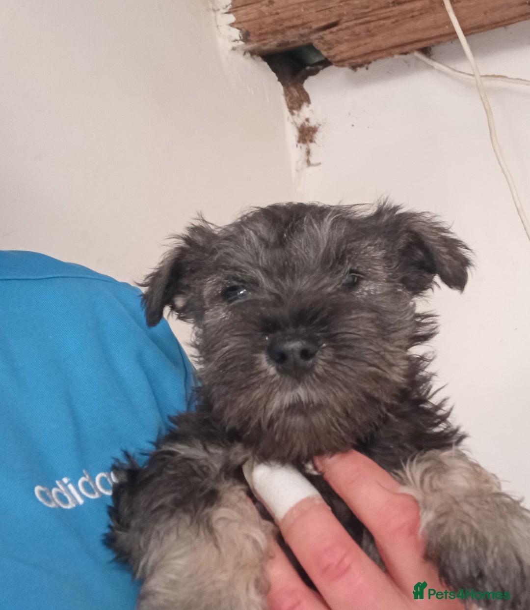 Miniature Schnauzer dogs for sale: Miniature Schnauzer pups, Aberdeenshire  - Image 4