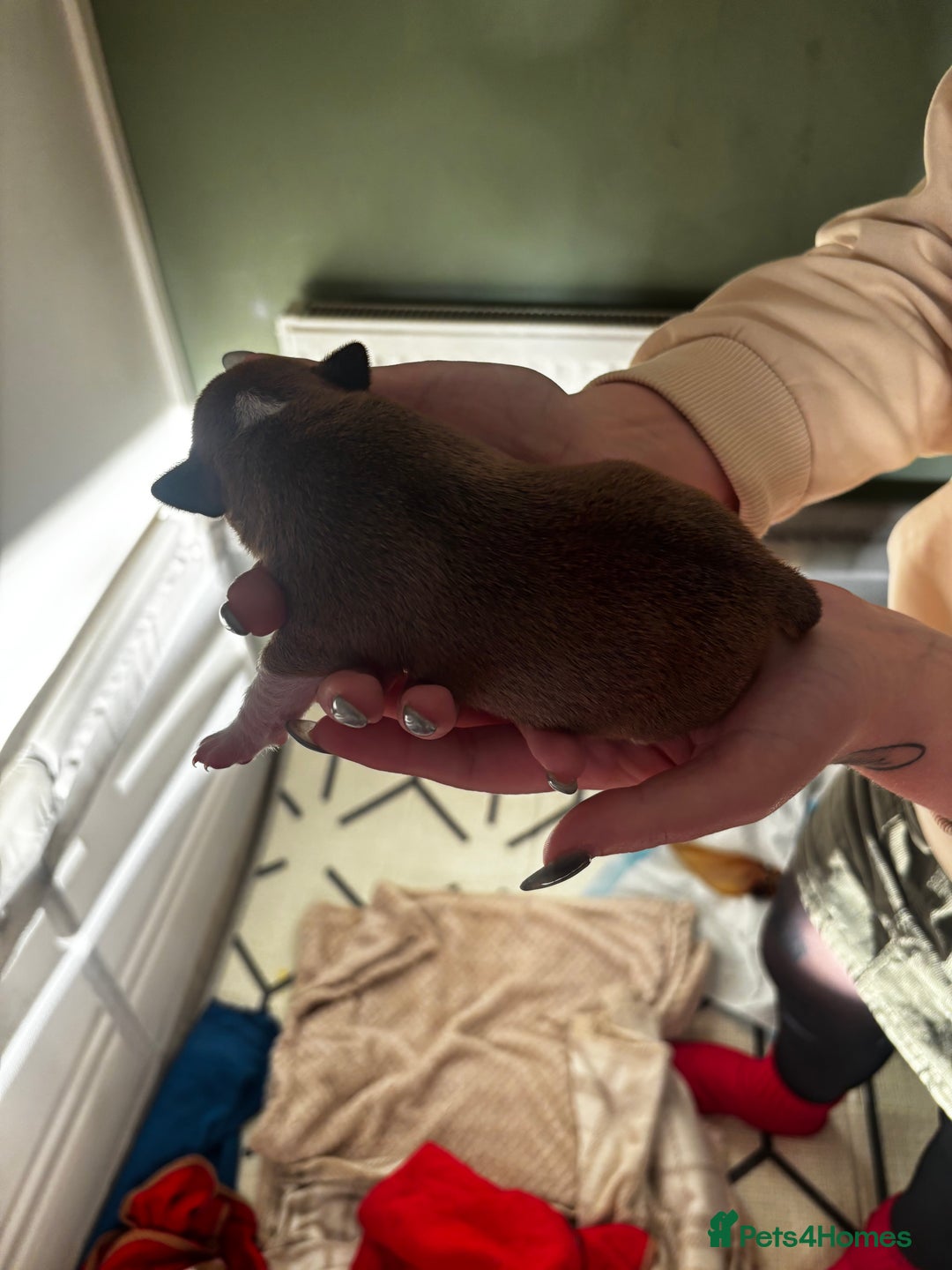 Plummer Terrier dogs for sale: 2 boys available  - Advert 6