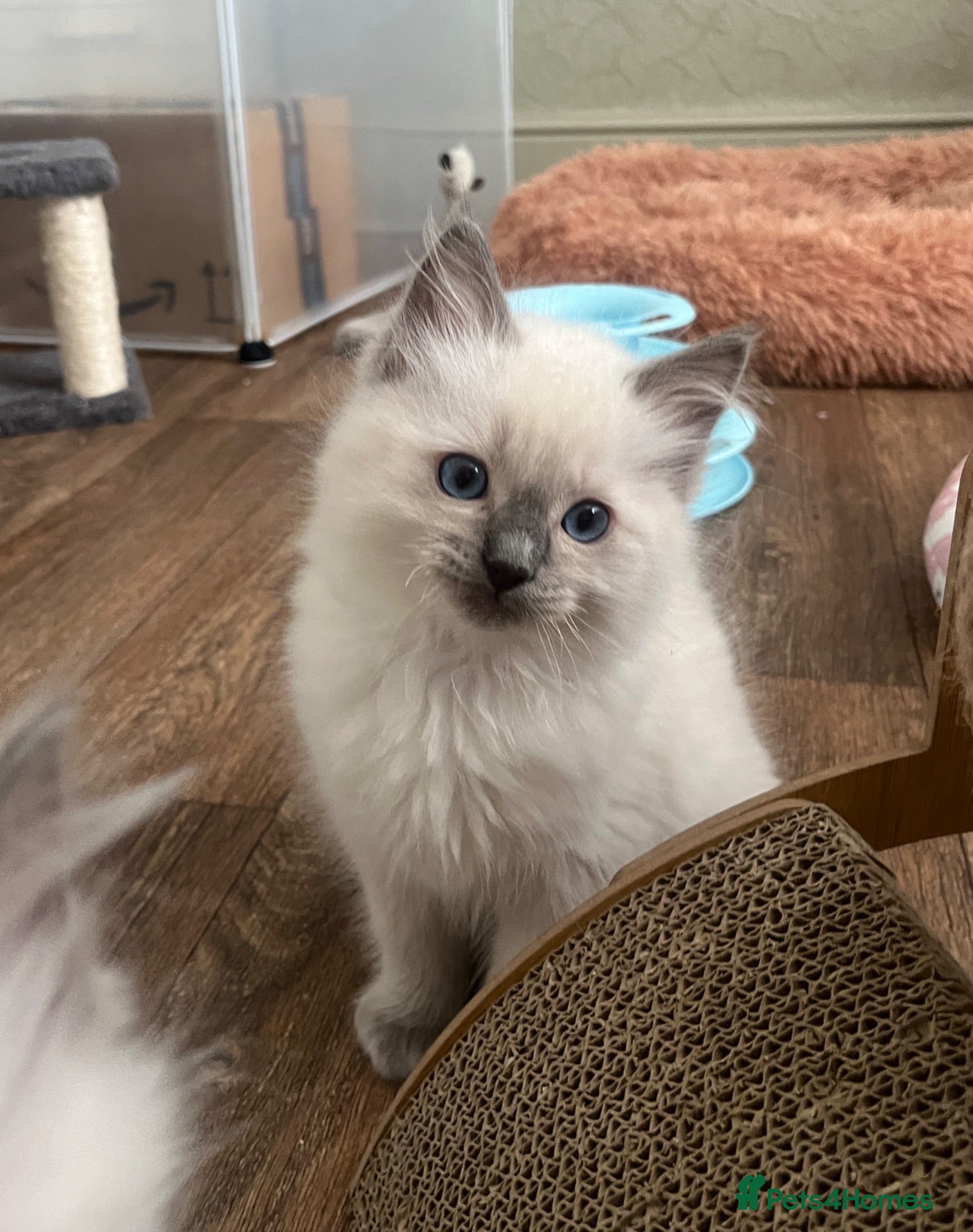 Ragdoll cats GCCF Registered Ragdoll Kittens  - Advert 2