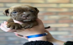 Mixed Breed dogs for sale: Bulldog de Bordeaux  - Image 25