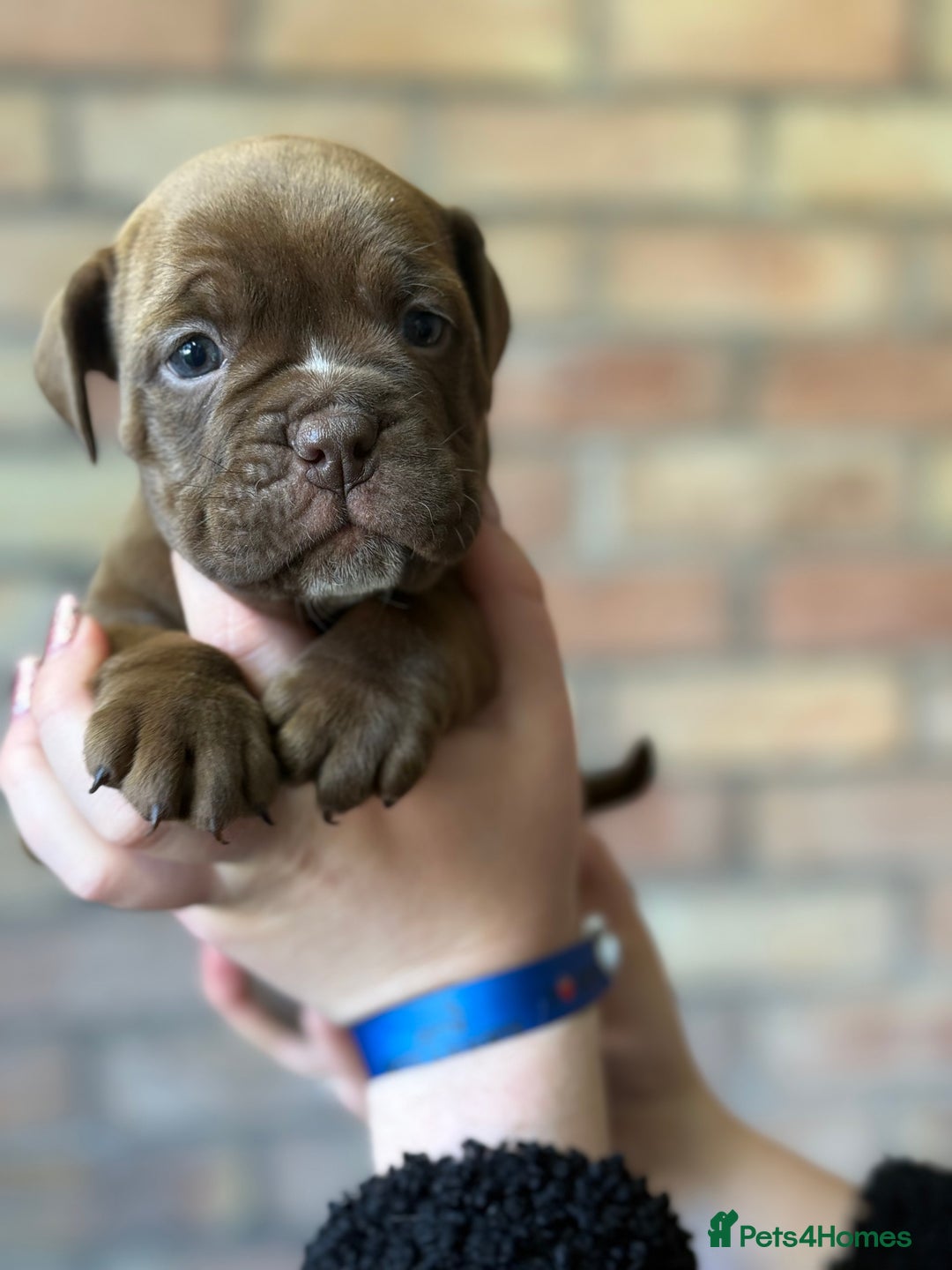 Mixed Breed dogs for sale: Bulldog de Bordeaux  - Image 25