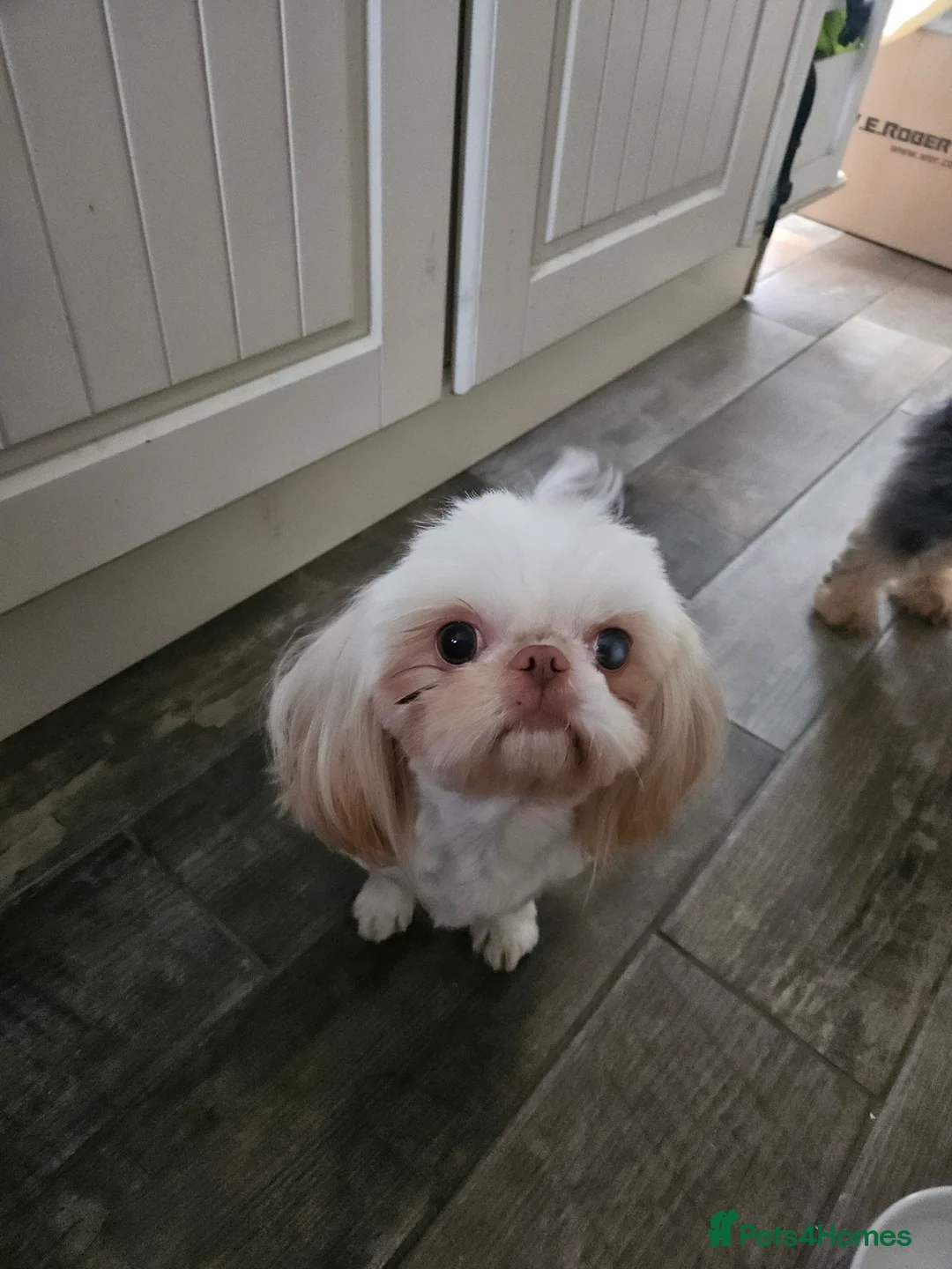 Shih Tzu dogs for sale: Stunning imperial girl - Advert 7