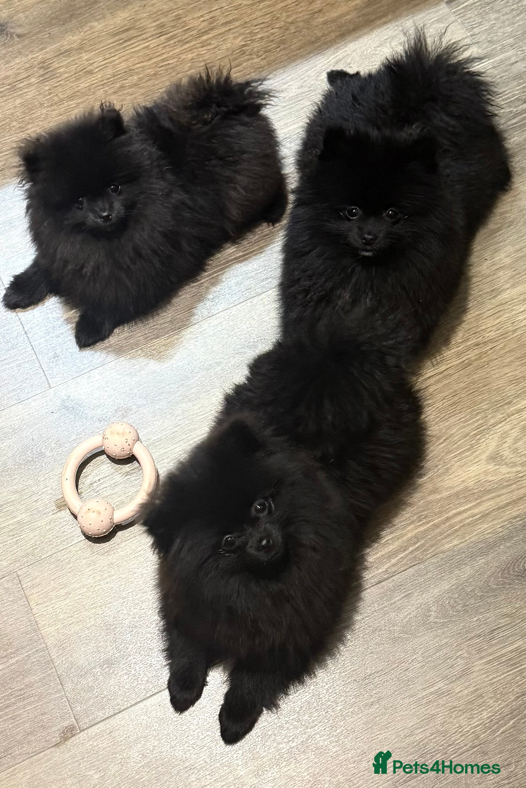 Pomeranian dogs Beautiful Pomeranians for sale  - Advert 1