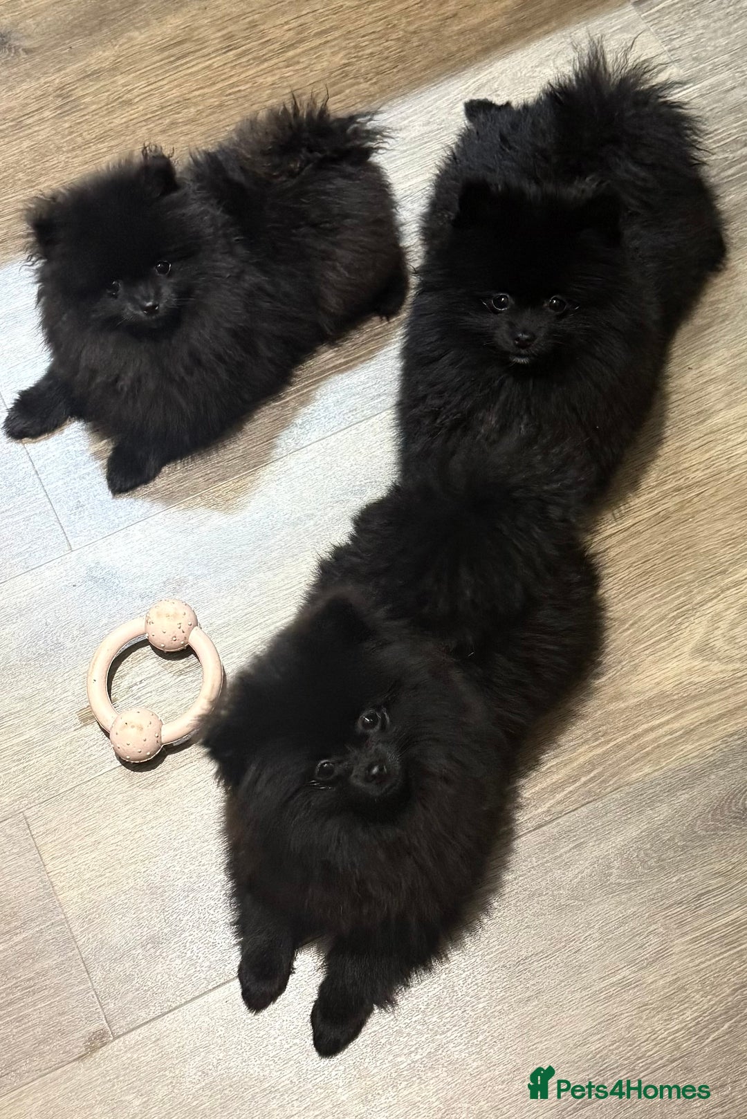 Pomeranian dogs for sale: Beautiful Pomeranians for sale  - Advert 1