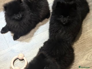 Pomeranian dogs Beautiful Pomeranians for sale - Advert 1