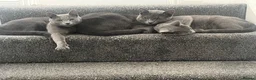 Russian Blue cats for sale: 🐾GCCF Russian Blue Male Cat   🐾 - Advert 9