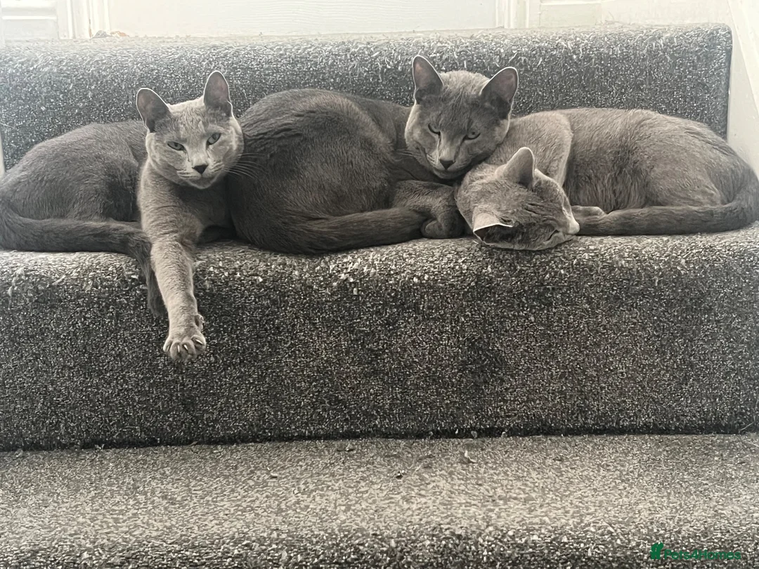 Russian Blue cats for sale: 🐾GCCF Russian Blue Male Cat   🐾 - Advert 9