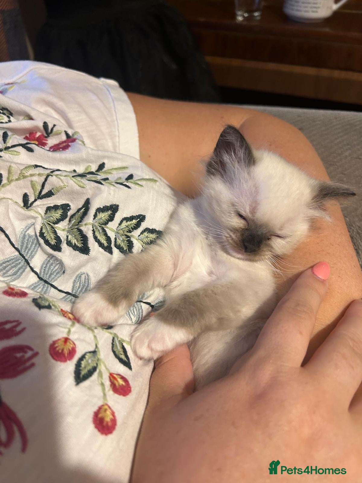 Ragdoll cats Only 2 beautiful ragdolls girls left  - Advert 1