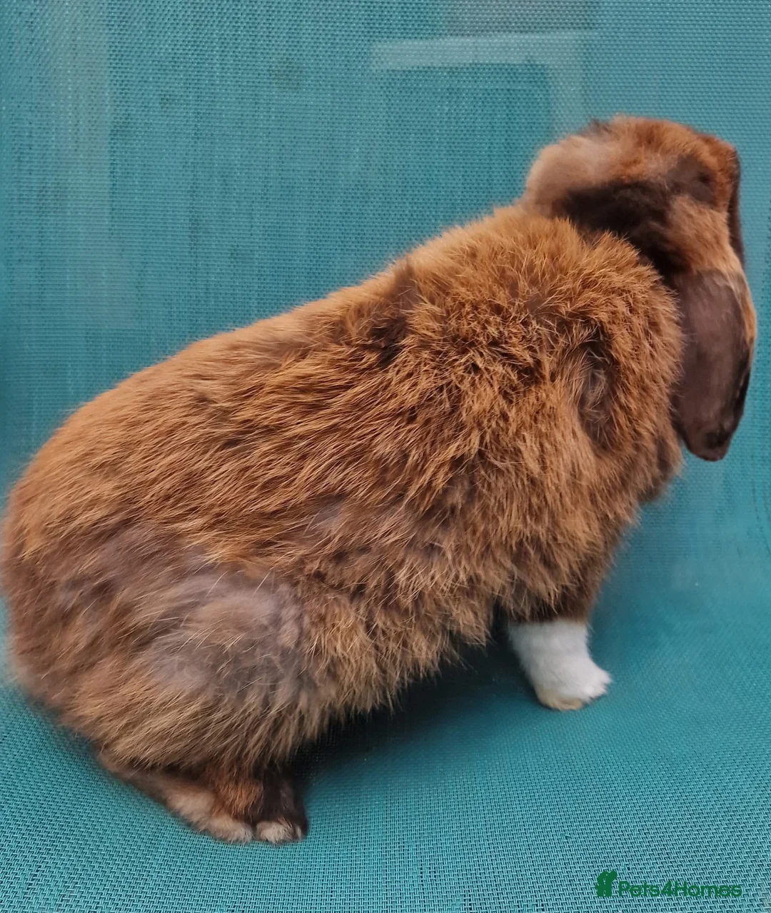 Mini Lop rabbits for sale: Male mini lop rabbits. Exceptionally well bred!  - Advert 35