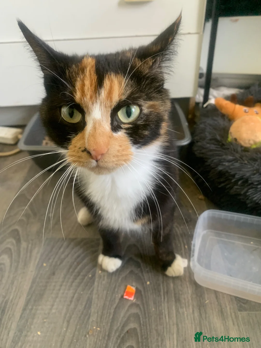 Mixed Breed cats for sale: Kittens ready for new homes  in Mountain Ash - Advert 5
