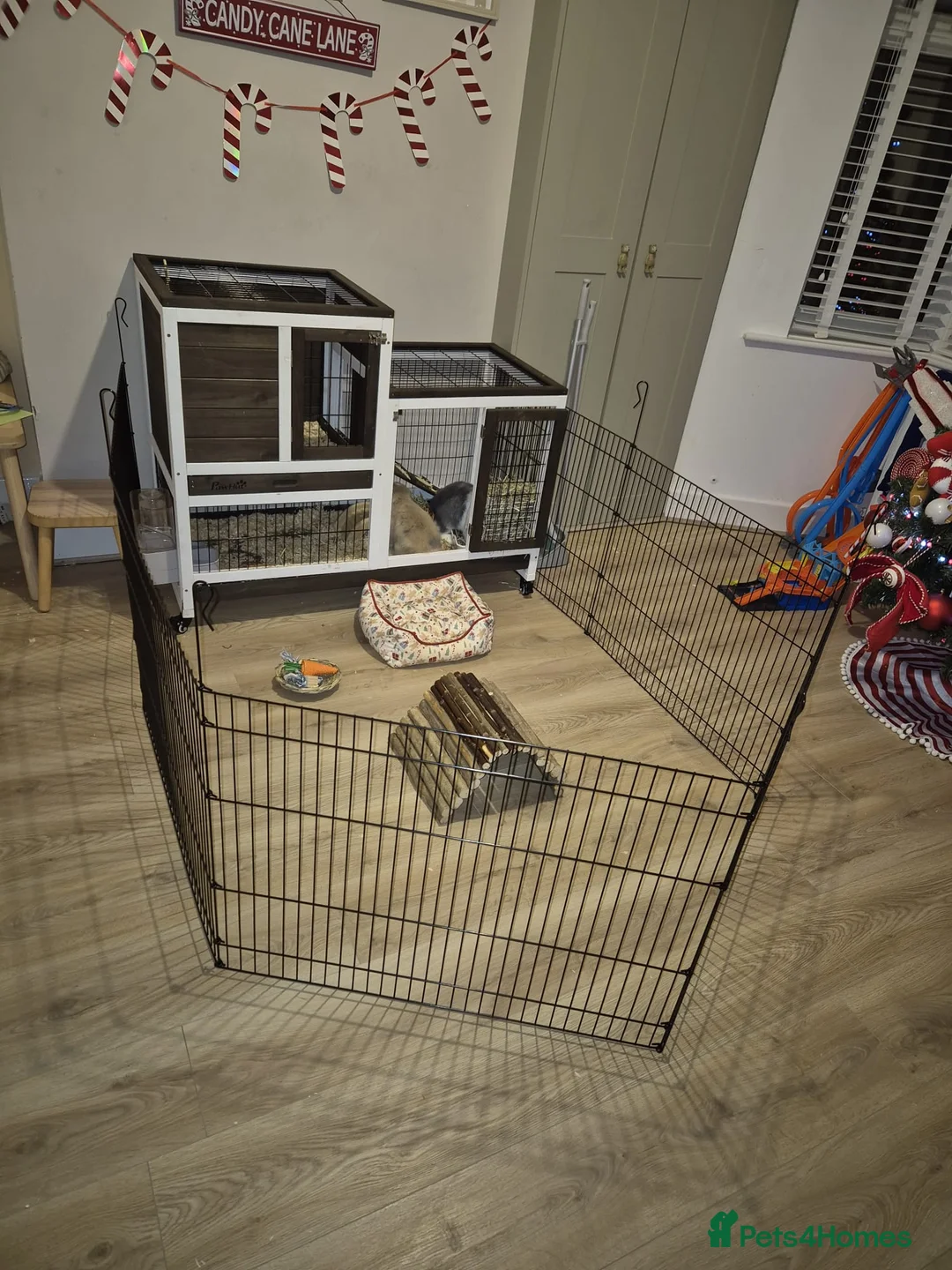 Mini Lop rabbits for sale: 2 x Mini Lops + indoor/outdoor hutch and accessori - Advert 7