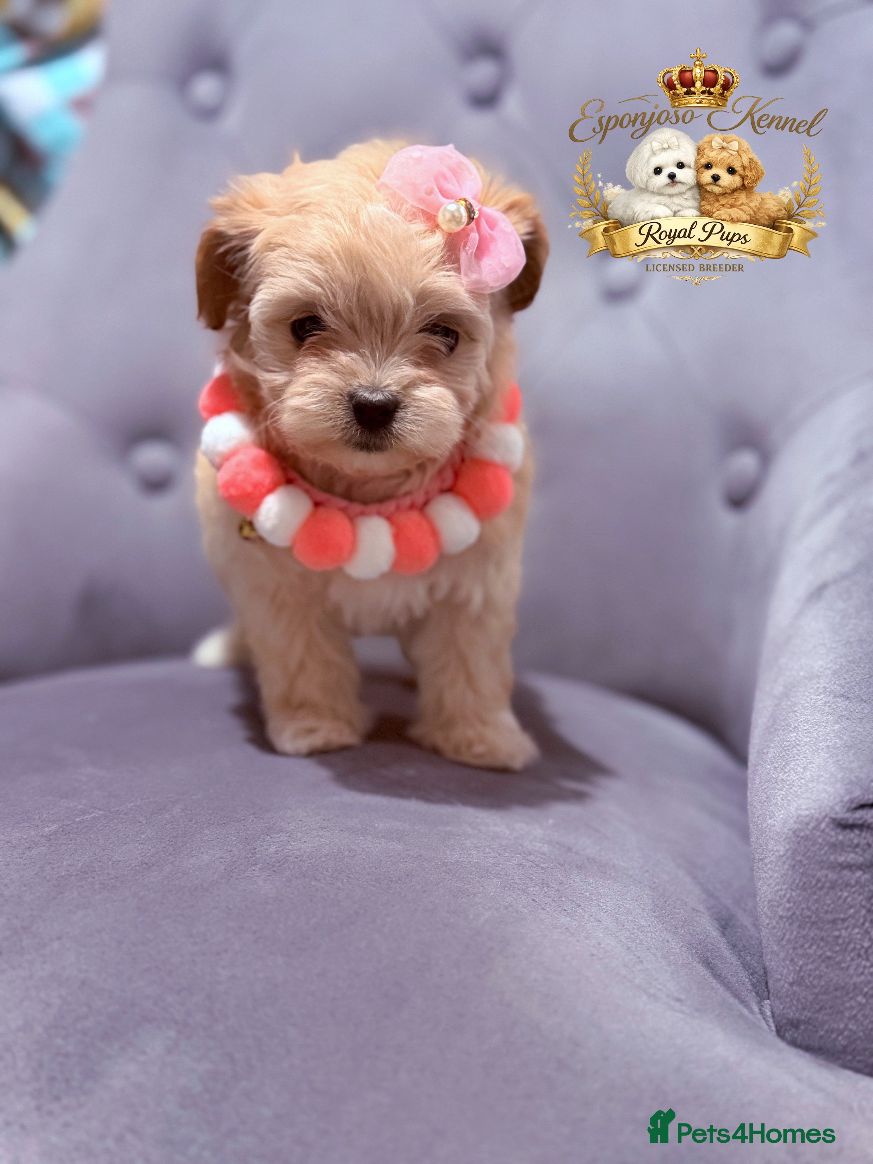 Maltipoo dogs ✨👑READY 🏡 One in a Million F1 Asian Maltipoo👑✨ - Advert 1