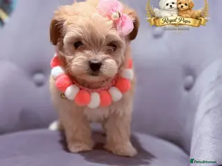 Maltipoo dogs ✨👑READY 🏡 One in a Million F1 Asian Maltipoo👑✨ - Advert 1