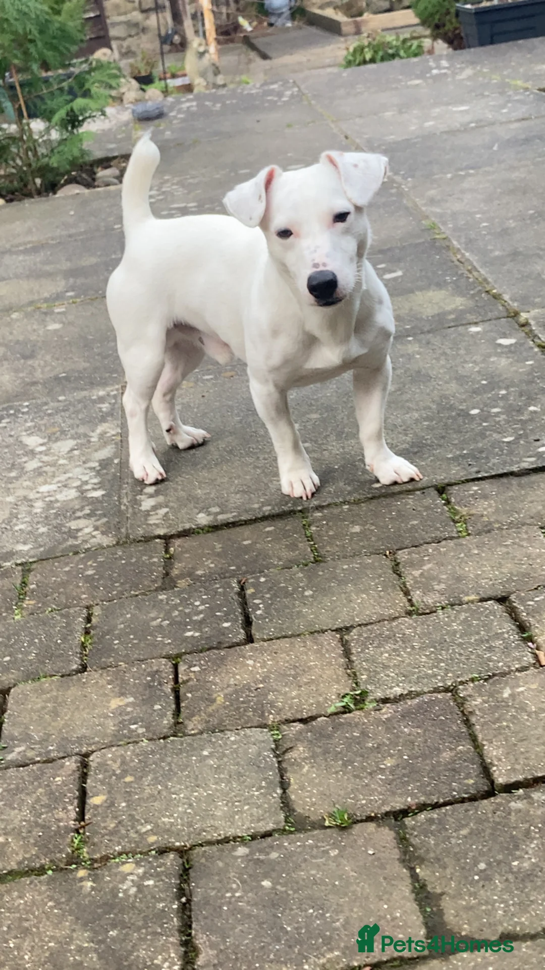 Jack Russell dogs for stud: Handsome Jack Russell to stud 🐶  in Blaydon-on-Tyne - Advert 2