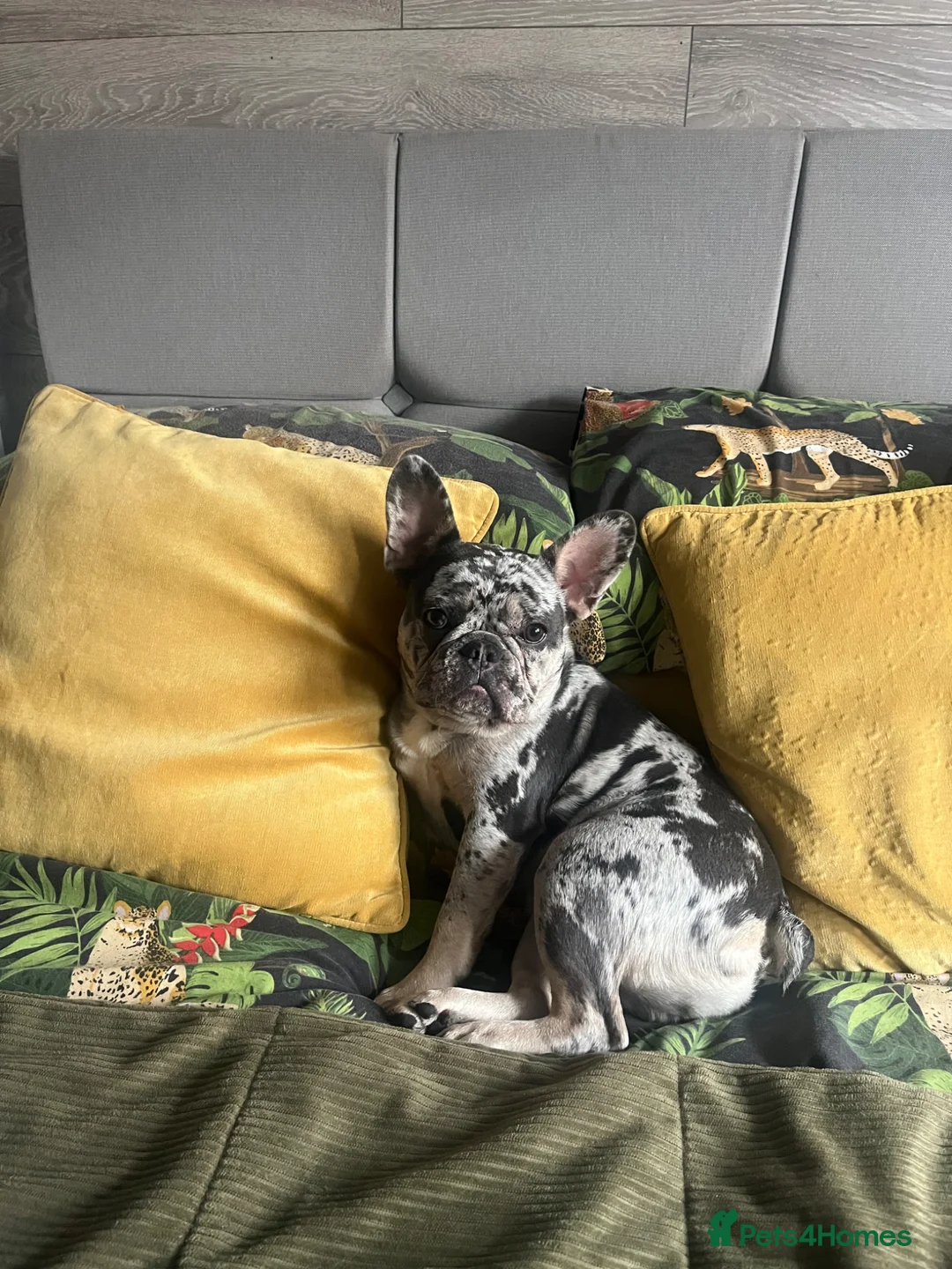 French Bulldog dogs for sale: French Bulldog, only 1 girl left - Advert 2