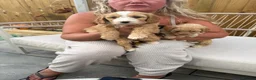 Cockapoo dogs for sale: 2 gorgeous girls - miniature cockapoos  - Advert 5