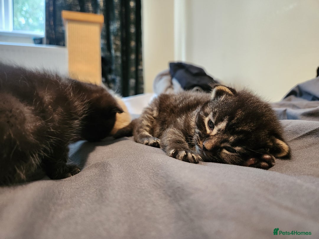 British Longhair cats for sale: British longhair mix kittens 😸  in Bristol - Image 9