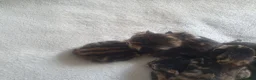 Bengal cats for sale: Bengal tabby  in Reading - Advert 17