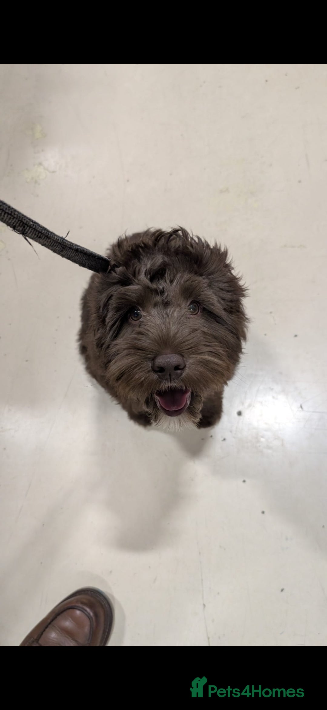 Cockapoo dogs 5 month old cockapoo, Beautiful chocolate brown - Advert 1